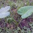 Malanga Plant