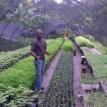 Nursery in Mirebalais